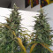 GG#4 Original Glue Auto Cannabis-Samen Kaufen