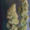 Mexican Airlines Auto (Fast Buds) Cannabis-Samen zu verkaufen