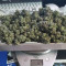 Wedding Glue Auto (Fast Buds) Cannabis-Samen zu verkaufen