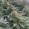 Kosher Cake Auto (Fast Buds) Cannabis-Samen zu verkaufen
