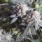Banana Blaze Cannabis-Samen Kaufen