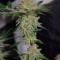 Biscotti Mintz Cannabis-Samen Kaufen