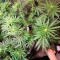 Blue Dream (Garden of Green) Cannabis-Samen zu verkaufen