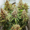 Scarlet Skunk Autoflower feminisierte Samen (EGS)