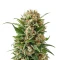 Auto Purple Diesel (Advanced Seeds) Cannabis-Samen