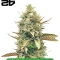 Fast Finish Bundle #2: 3x3 seeds (Mixed)