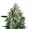 Fire OG Kush (Big Head Seeds) Cannabis-Samen