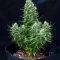 Green AK XL (AK-47 XL) (Zambeza Seeds) Cannabis-Samen
