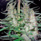 Hawaiian Snow (GHS) Cannabis-Samen