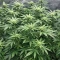 Moonshine Mass (Critical Mass Collective Seeds) Cannabis-Samen