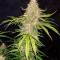 Original Auto Jack Herer (Fast Buds) Cannabis-Samen