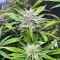 Pineapple Runtz Auto feminisierte Samen (Ethos Genetics)