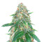 Sweet Zenzation XL Auto Samen feminisiert (Sweet Seeds)