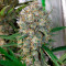 West Coast O.G. Auto (Fast Buds) Cannabis-Samen