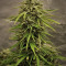 4 Assed Monkey (Mephisto Genetics) Cannabis-Samen