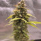 Original Auto Critical (Fast Buds) Cannabis-Samen