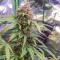 Tangerine Dream Auto (Barney's Farm) Cannabis-Samen
