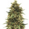 CBD 1:1 Silver Lime Haze Autoflower (Seedstockers)