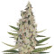 Criminal+ (Ripper Seeds) Cannabis-Samen