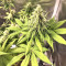 Gorilla x White Widow (Expert Seeds) Cannabis-Samen