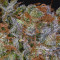 HulkBerry strain