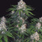 M.O.B. (T.H. Seeds) Cannabis-Samen