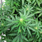 Orange Buddy Auto-Samen (Herbies Seeds)