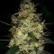 Pineapple Haze Regular (Barney's Farm) Cannabis-Samen