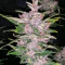 Purple Lemonade Auto feminisierte Samen (Fast Buds)