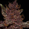 Purple Lemonade Auto feminisierte Samen (Fast Buds)