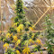 Sticky Fingers Autoflower (Seedstockers) Cannabis-Samen