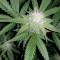 Super Mazar (Victory Seeds) Cannabis-Samen