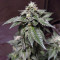 Wedding Gelato (RQS) Cannabis-Samen