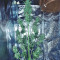 White Widow Auto cannabis strain