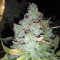 Z Glue (Expert Seeds) Cannabis-Samen