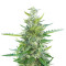 Ak Automatic (BlimBurn Seeds) Cannabis-Samen