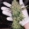 Amnesia Lemon Kush (Original Sensible Seeds) Cannabis-Samen