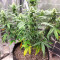 Bruce Banner feminisierte Samen (Seedstockers)