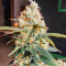 Candy Kush Fast Version feminisierte Samen (EGS)