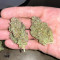 Critical Daddy (BlimBurn Seeds)