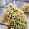 Ghost Train Haze feminisierte Samen (Seedkeepers)