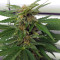 Glue Gelato Auto (Barney's Farm) Cannabis-Samen