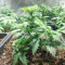 Gorilla x Lilly (Expert Seeds) Cannabis-Samen