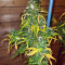 Marula Fruit regular (RQS) Cannabis-Samen
