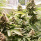 OG's Kush (BlimBurn Seeds) Cannabis-Samen