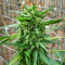 Passion #1 (Dutch Passion) Cannabis-Samen