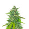 Passion #1 (Dutch Passion) Cannabis-Samen