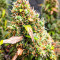 Quarter Pounder Autoflower feminisierte Samen (EGS)