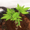 Red Hot Cookies feminisiertes Saatgut (Sweet Seeds)
