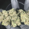 Blueberry OG Cannabis-Samen Kaufen